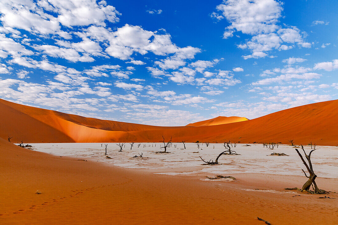 Im Dead Vlei findet man Überreste alter Bäume inmitten von rotem Sand, Sossusvlei, Namib-Wüste, Namibia, Westen von Afrika