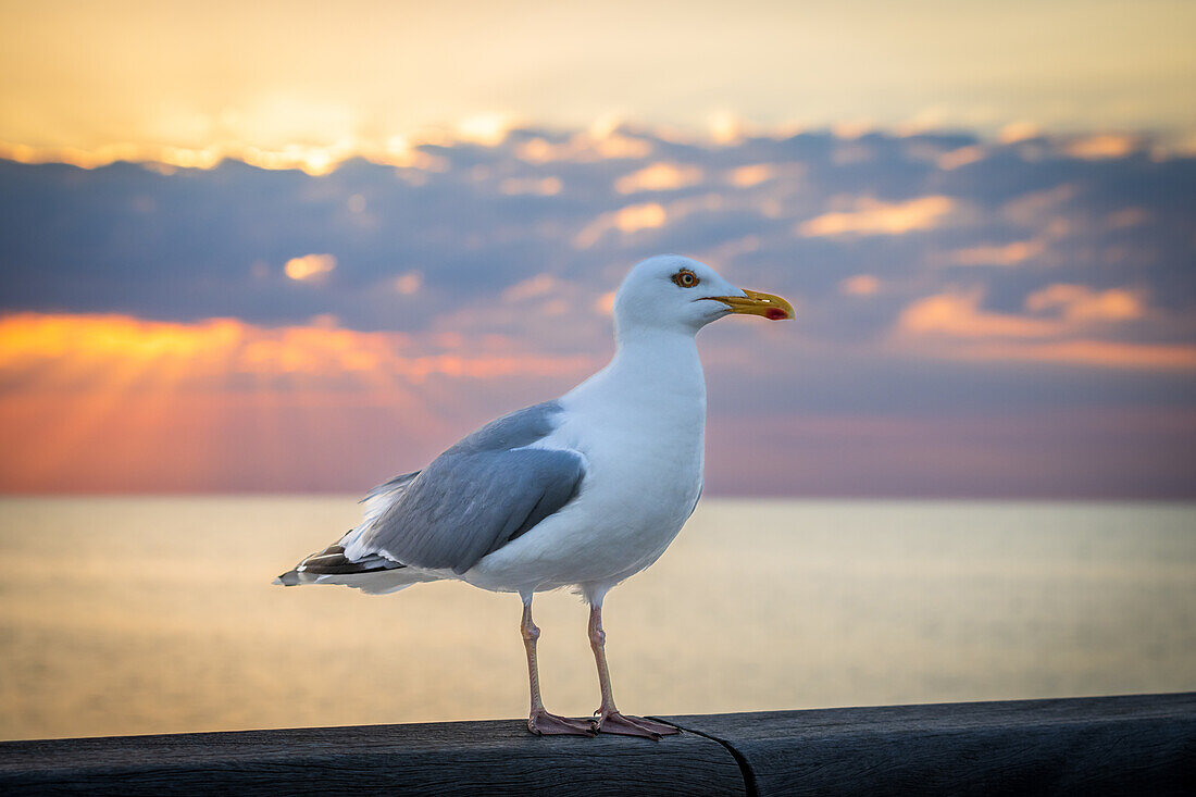 Möwe auf dem Holzsteg im Sonnenuntergang, Heiligenhafen, Ostholstein, Schleswig-Holstein, Deutschland