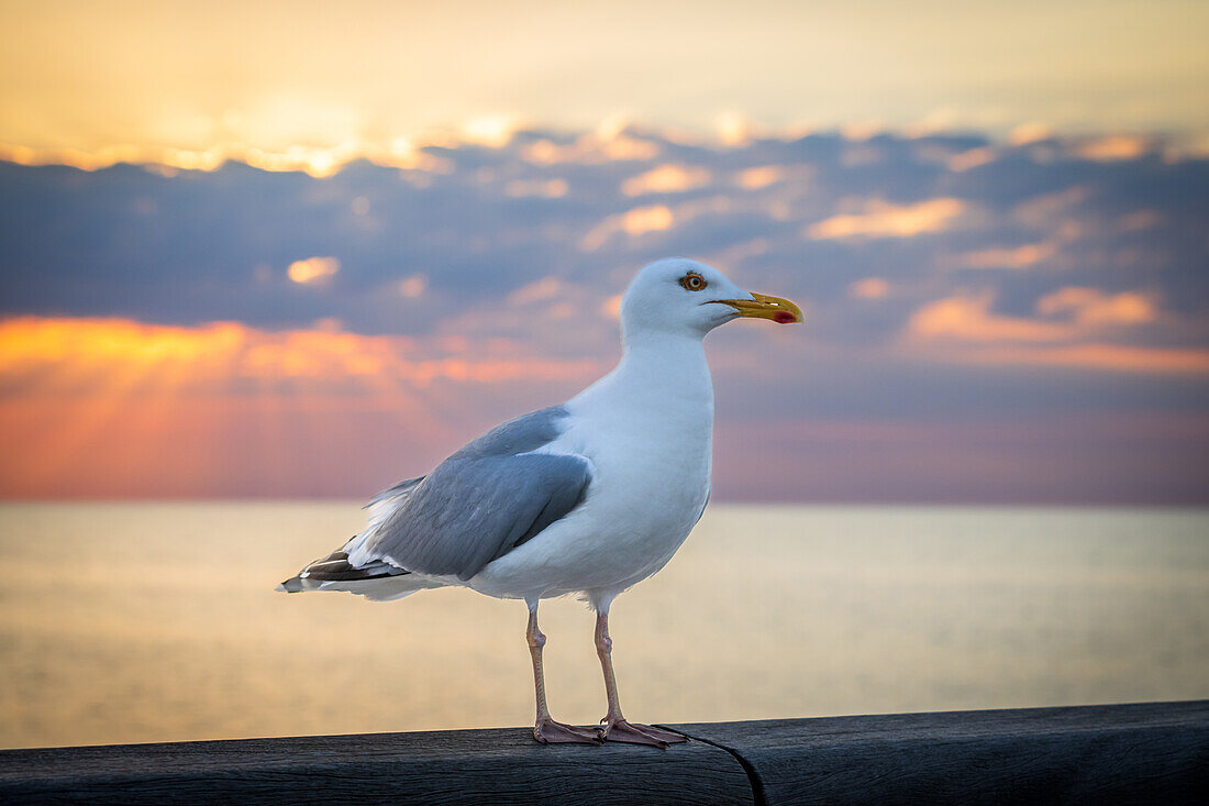 Seagull on the wooden pier in the sunset, , Heiligenhafen, Ostholstein, Schleswig-Holstein,Germany