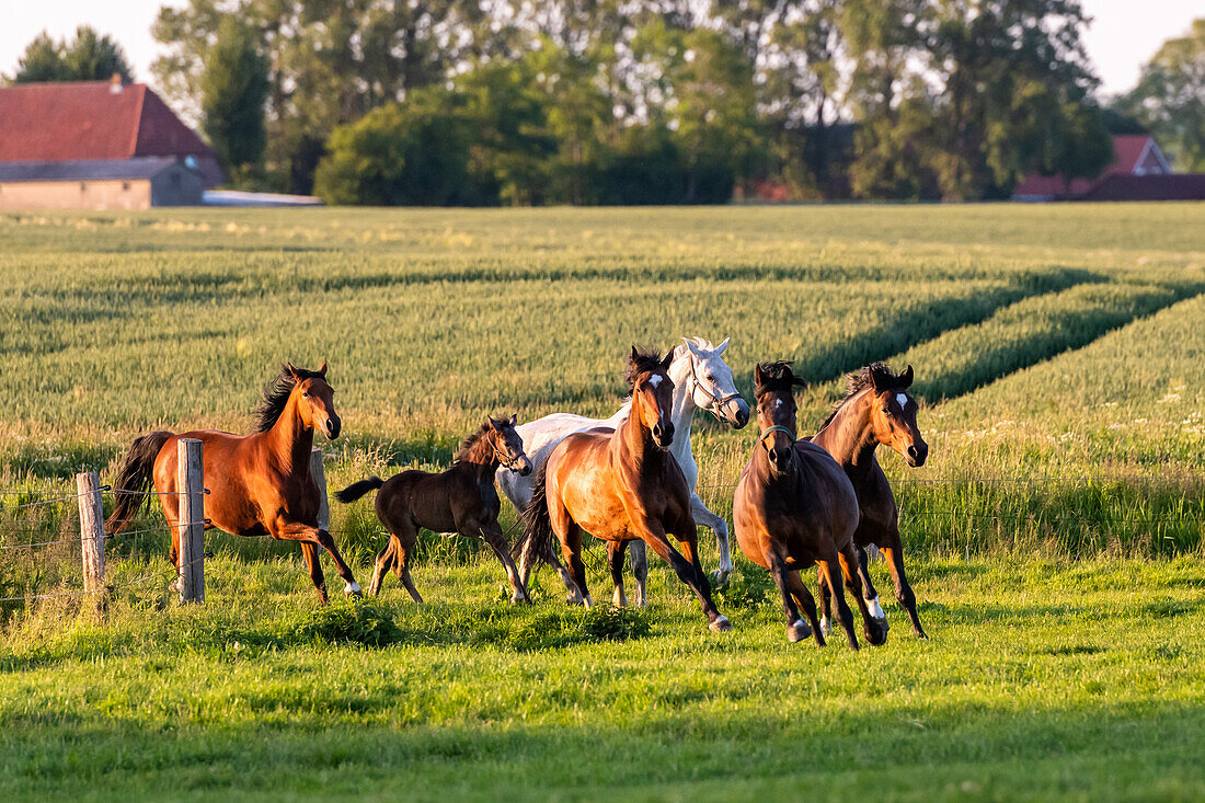 Horses in a pasture in Ostholstein, Schleswig-Holstein, Germany