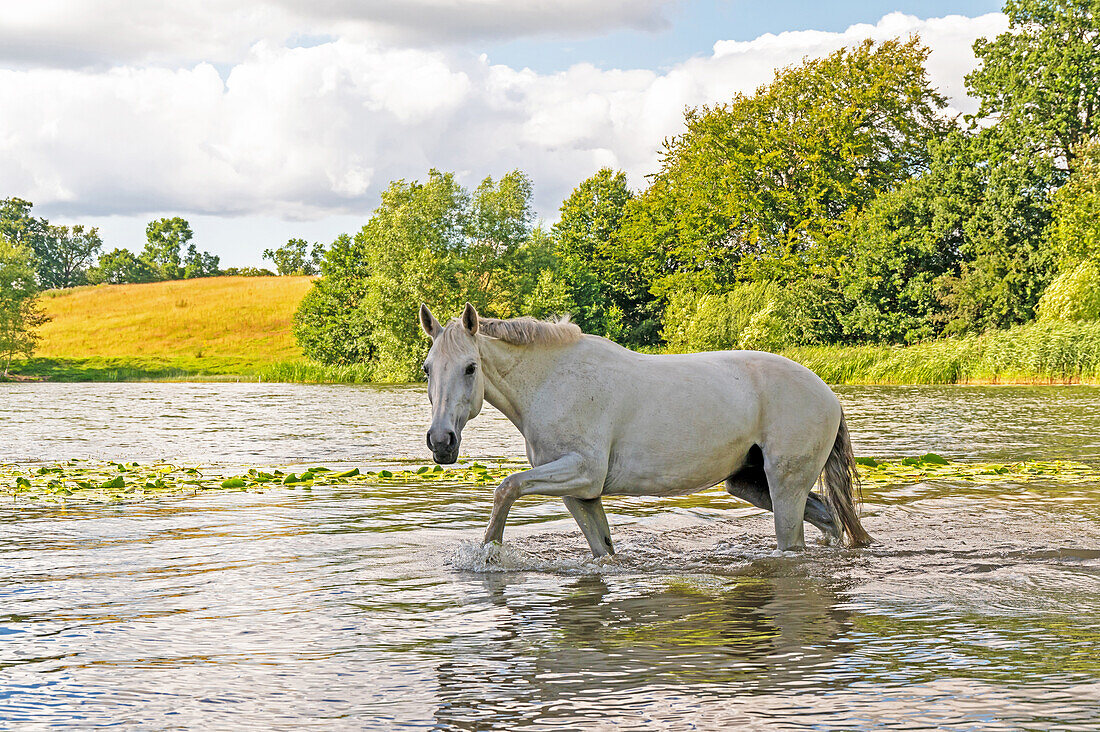 Schimmel watet durch einen See, Schleswig-Holstein, Deutschland