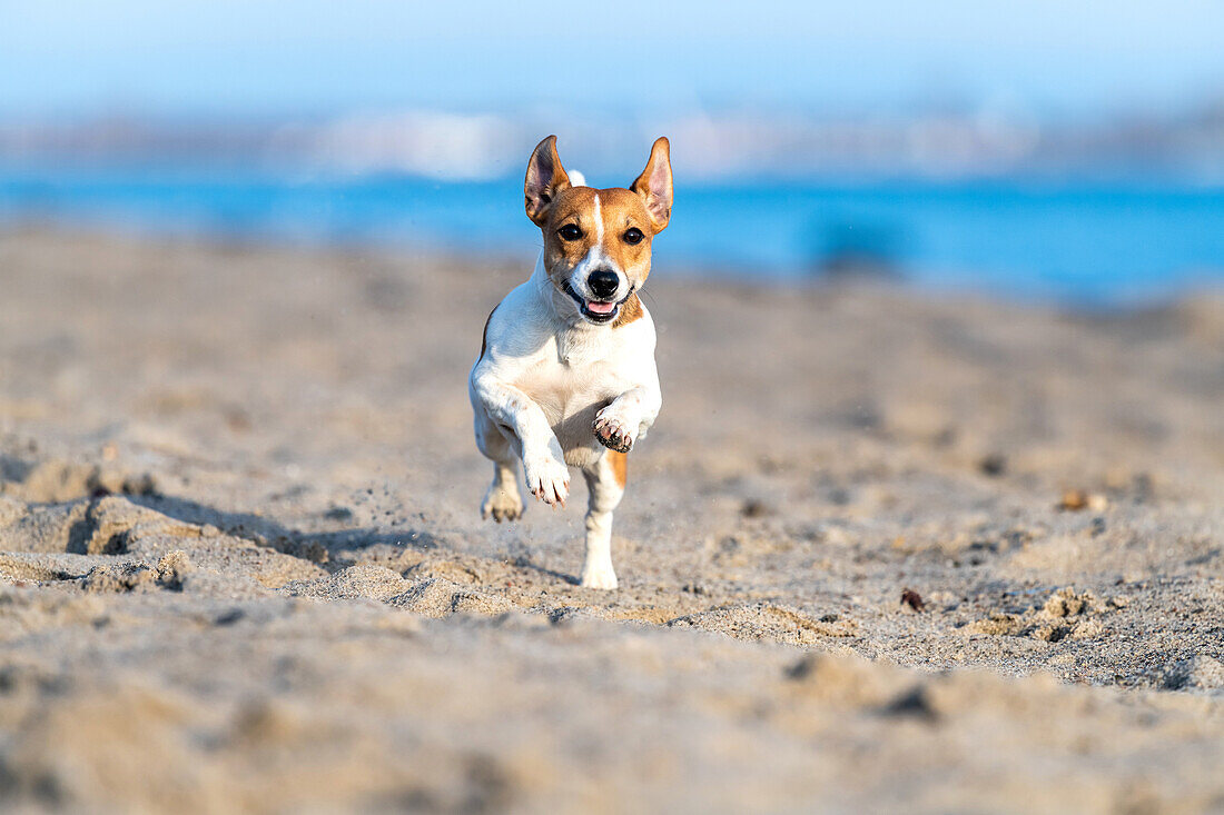 Jack Russel dog on the beach, Baltic Sea, Schleswig-Holstein, Germany