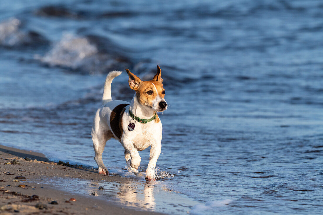 Dog Jack Russel at the Baltic Sea, Ostholstein, Baltic Sea, Schleswig-Holstein, Germany