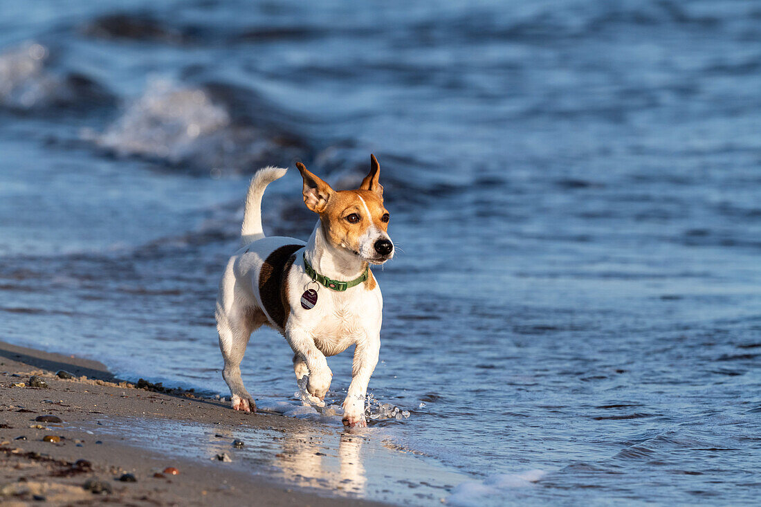 Hund Jack Russel an der Ostsee, Ostholstein, Ostsee, Schleswig-Holstein, Deutschland