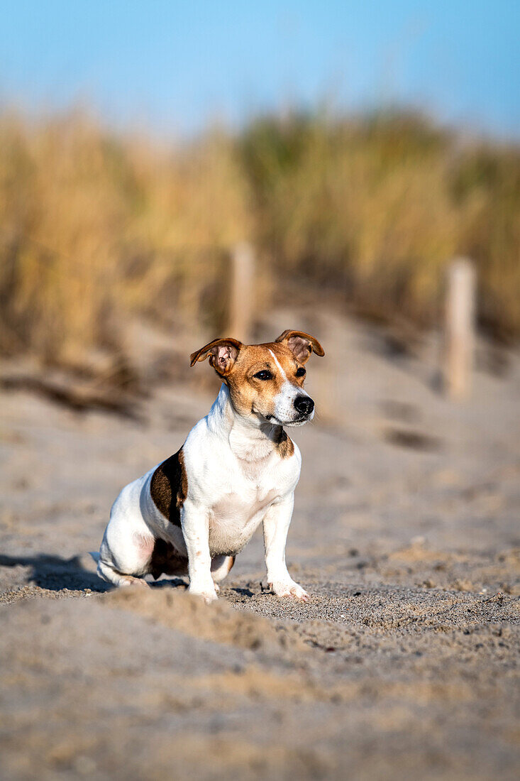Jack Russel Hund am Strand, Ostsee, Schleswig-Holstein, Deutschland