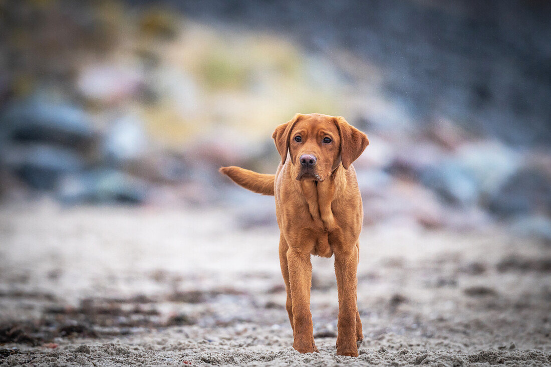 Labrador on the beach of the Baltic Sea