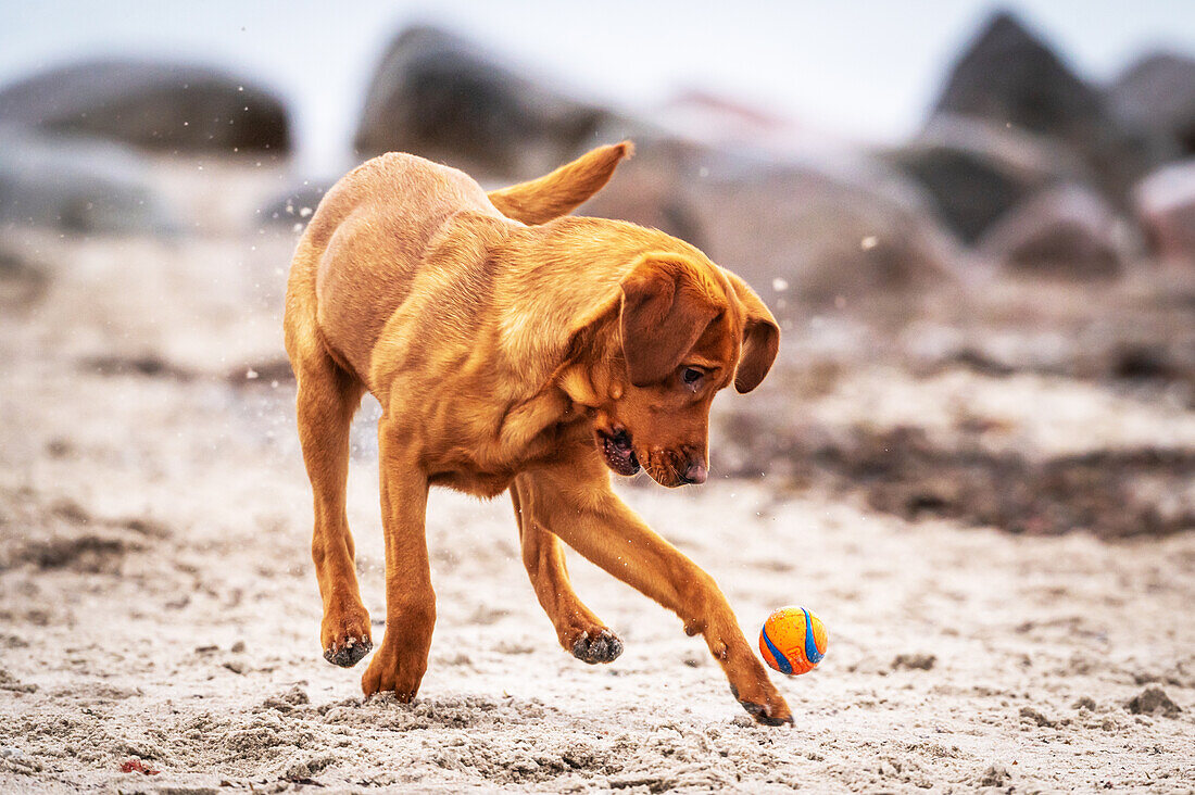 Labrador beim Ballspiel am Ostseestrand, Ostsee, Schleswig-Holstein, Deutschland