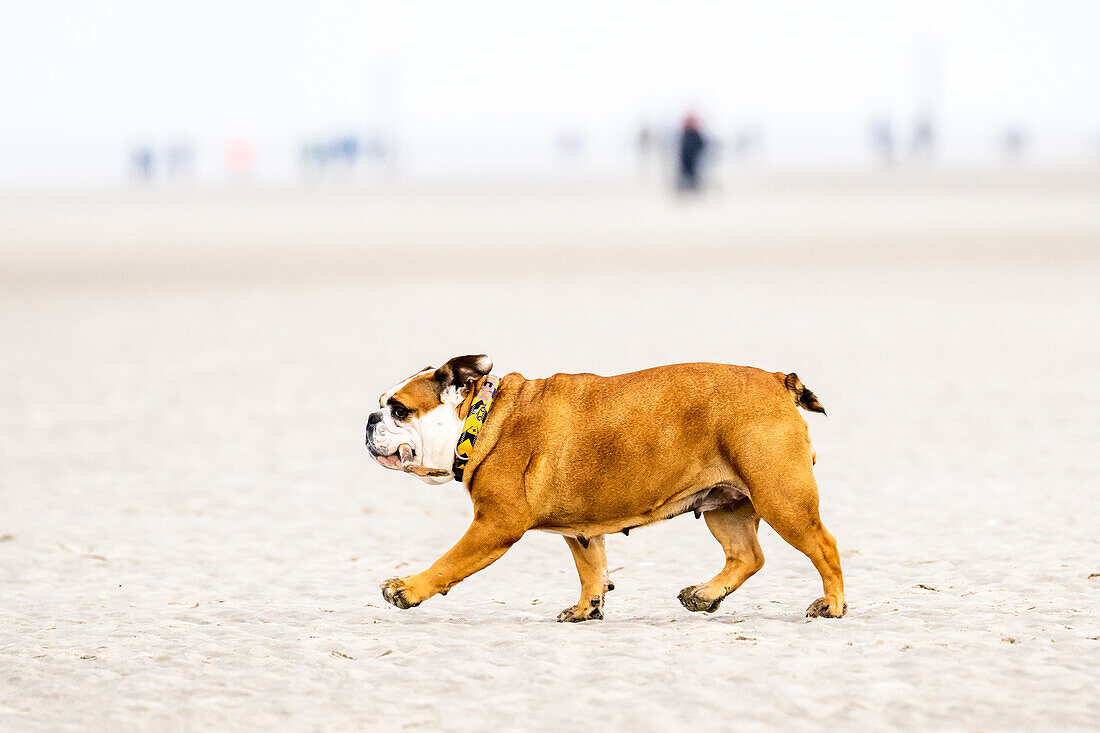 Hund am Strand in Sankt-Peter-Ording, Nordfriesland, Schleswig-Holstein, Deutschland