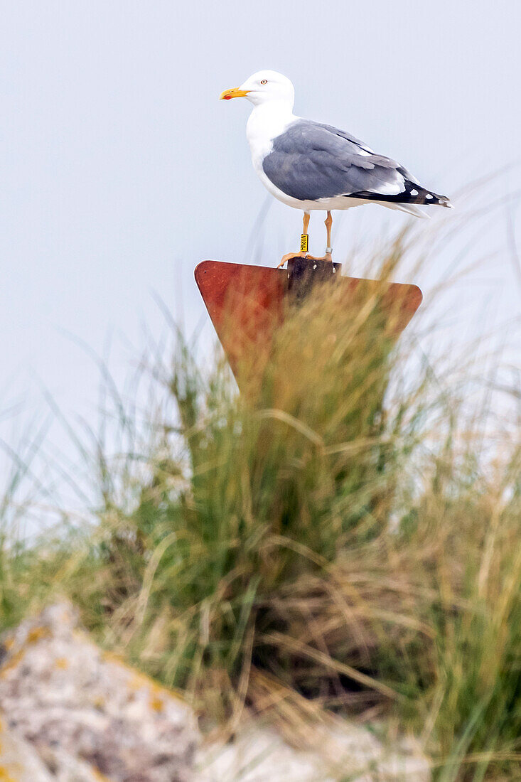 Seagull with dunes, Helgoland, Voegel, Insel, Schleswig-Holstein, Germany