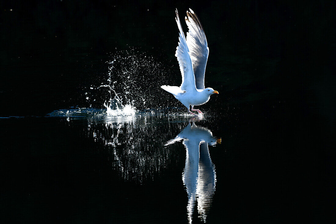 Seagull lands in the sea, backlight, reflection