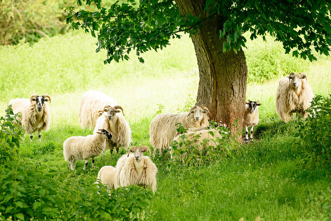 Schafe im grünen Gras unter einem Baum, Schleswig-Holstein, Deutschland