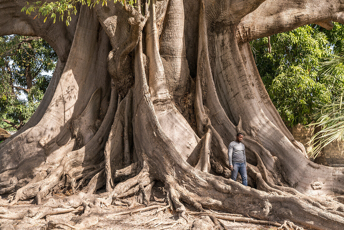 Riesiger uralter Kapokbaum in Missirah, Sine Saloum Delta, Senegal, Westafrika