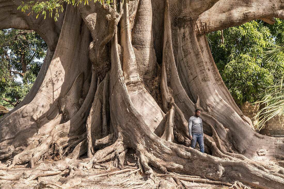 giant old Ceiba tree, Missirah, Sine Saloum Delta, Senegal, West Africa,