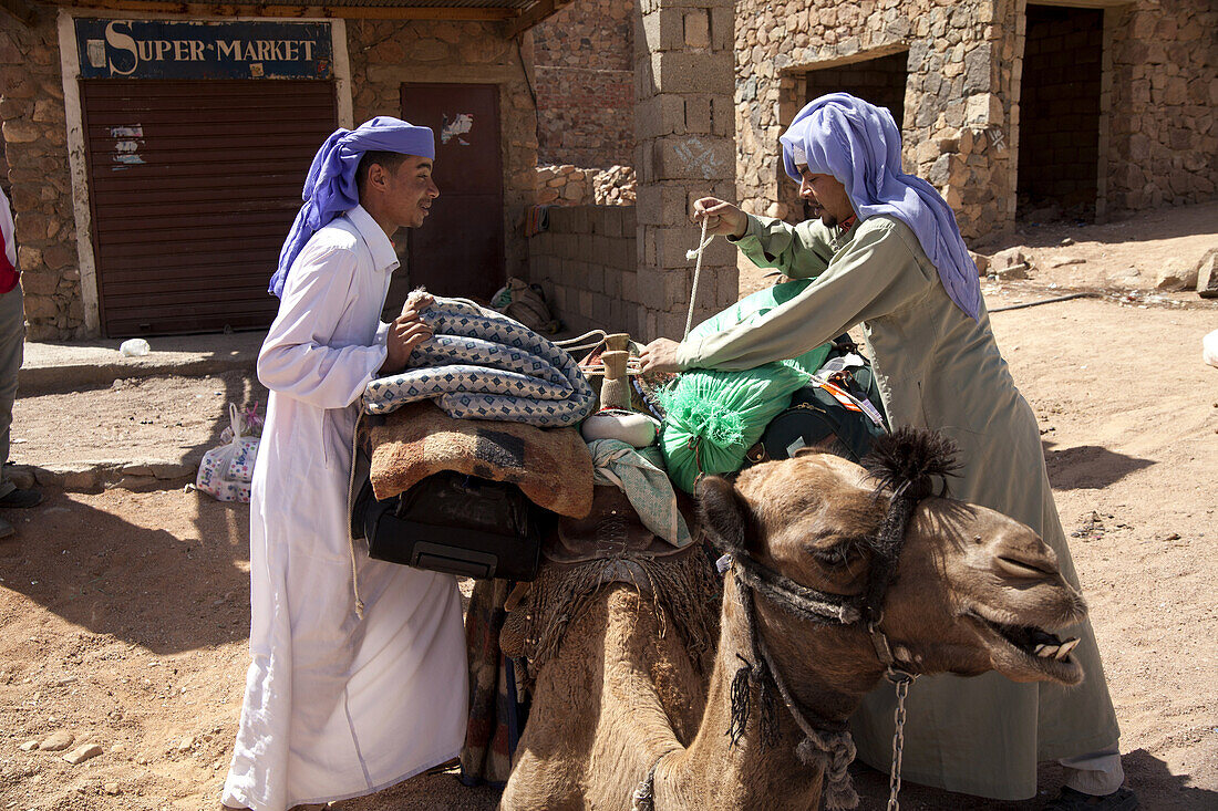 two Bedouin packing a camel for a tourist excursion in Saint Katherine or El Miga village, Sinai, Egypt, Africa,