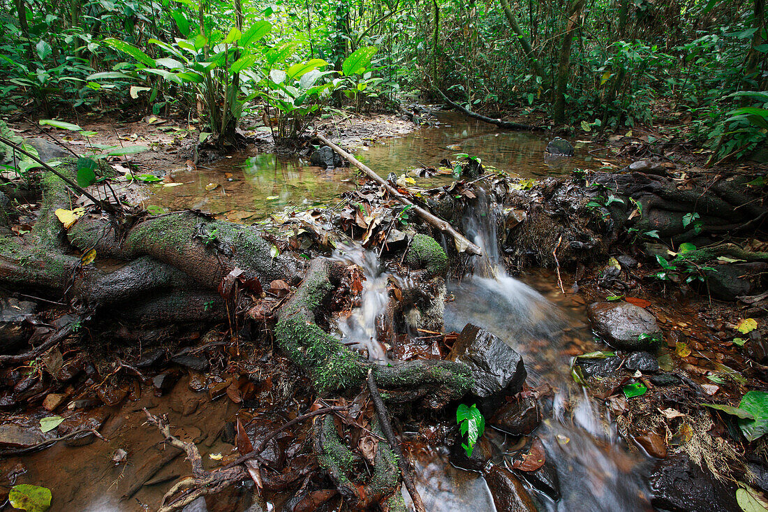 Creek im tropischen Regenwald, Lobeke Nationalpark, Kamerun