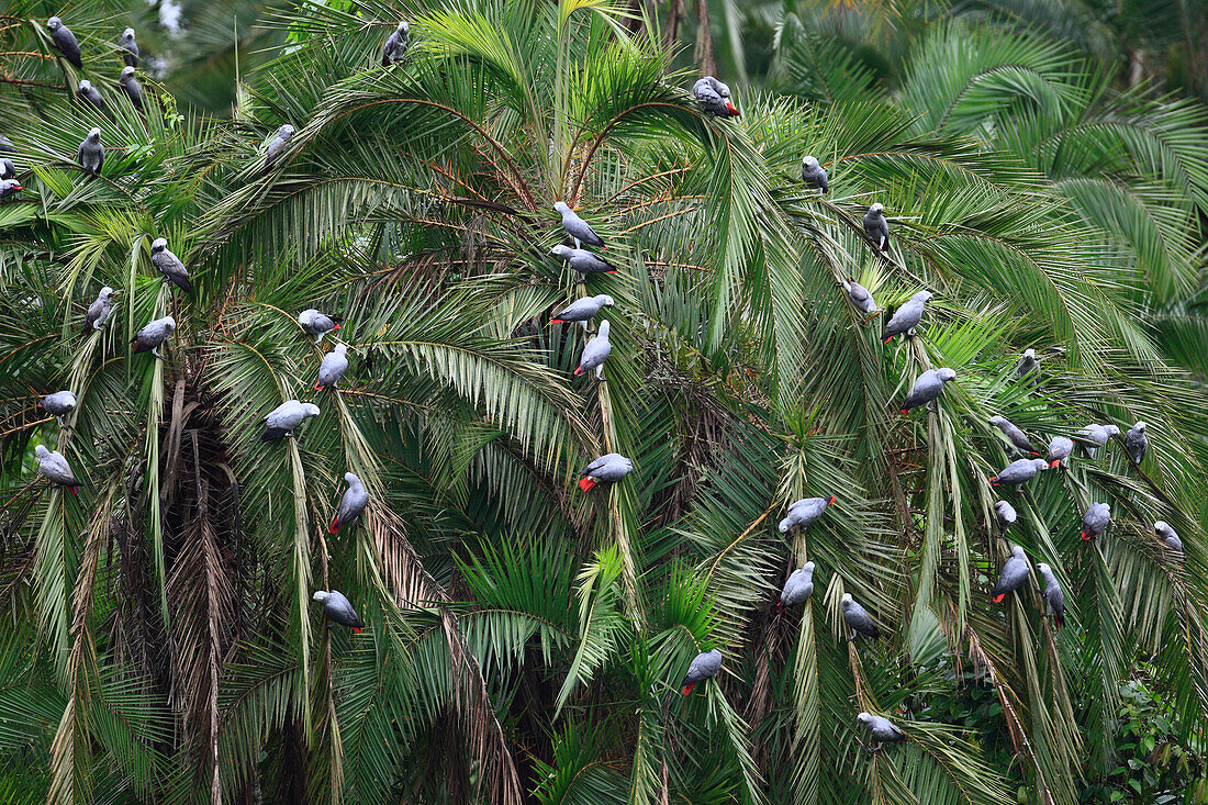 Graupapagei (Psittacus Erithacus) Herde in Palmen, Lobeke Nationalpark, Kamerun