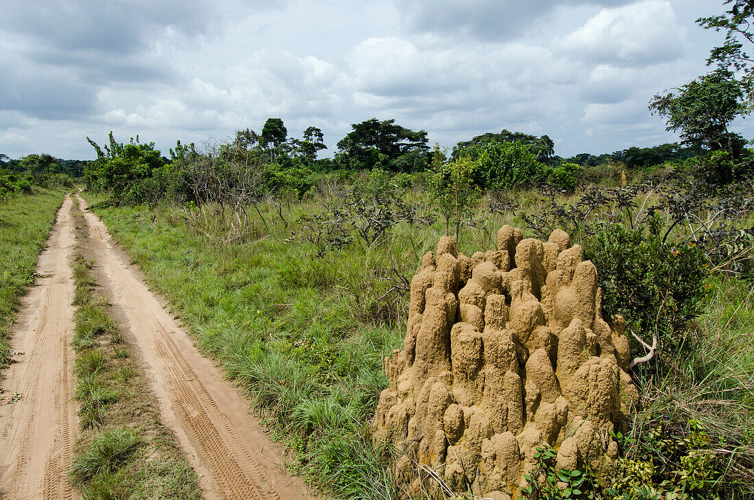 Termitenhügel (Macrotermes sp) mit mehreren Türmen, Odzala-Kokoua-Nationalpark, Demokratische Republik Kongo