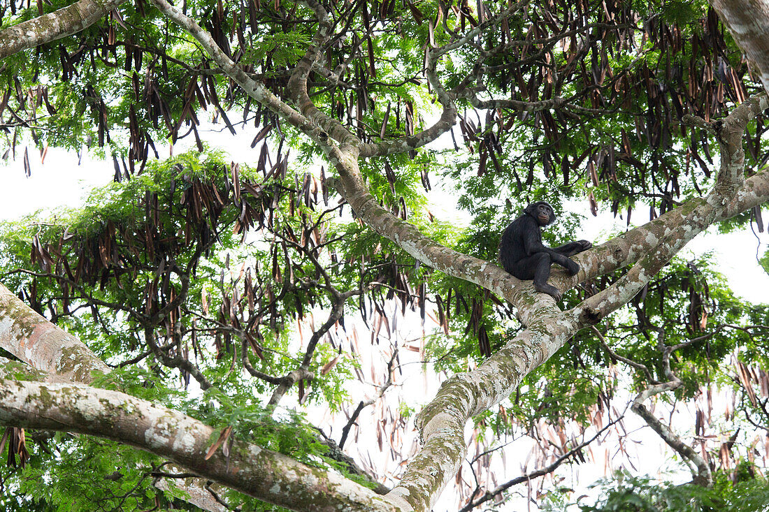 Bonobo (Pan Paniscus) im Baum, Demokratische Republik Kongo