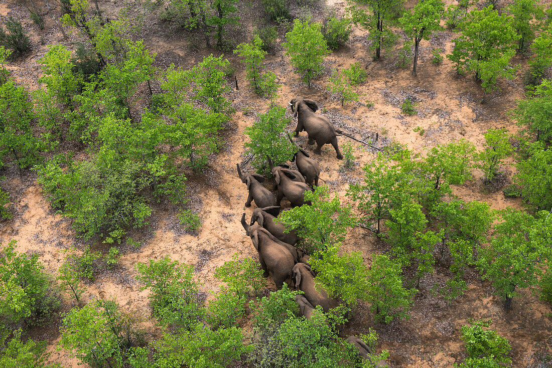 Afrikanischer Elefant (Loxodonta Africana) Herde aus einem Hubschrauber für die Umsiedlung, Simbabwe geschleudert