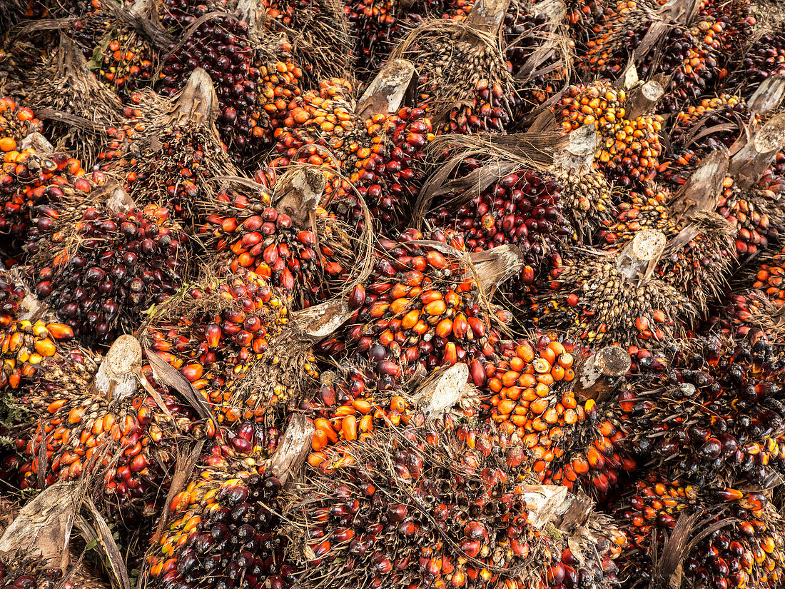 Afrikanische Ölpalme (Elaeis guineensis) Früchte, die in einer kleinen Plantage im Regenwald im Westen Kameruns geerntet werden