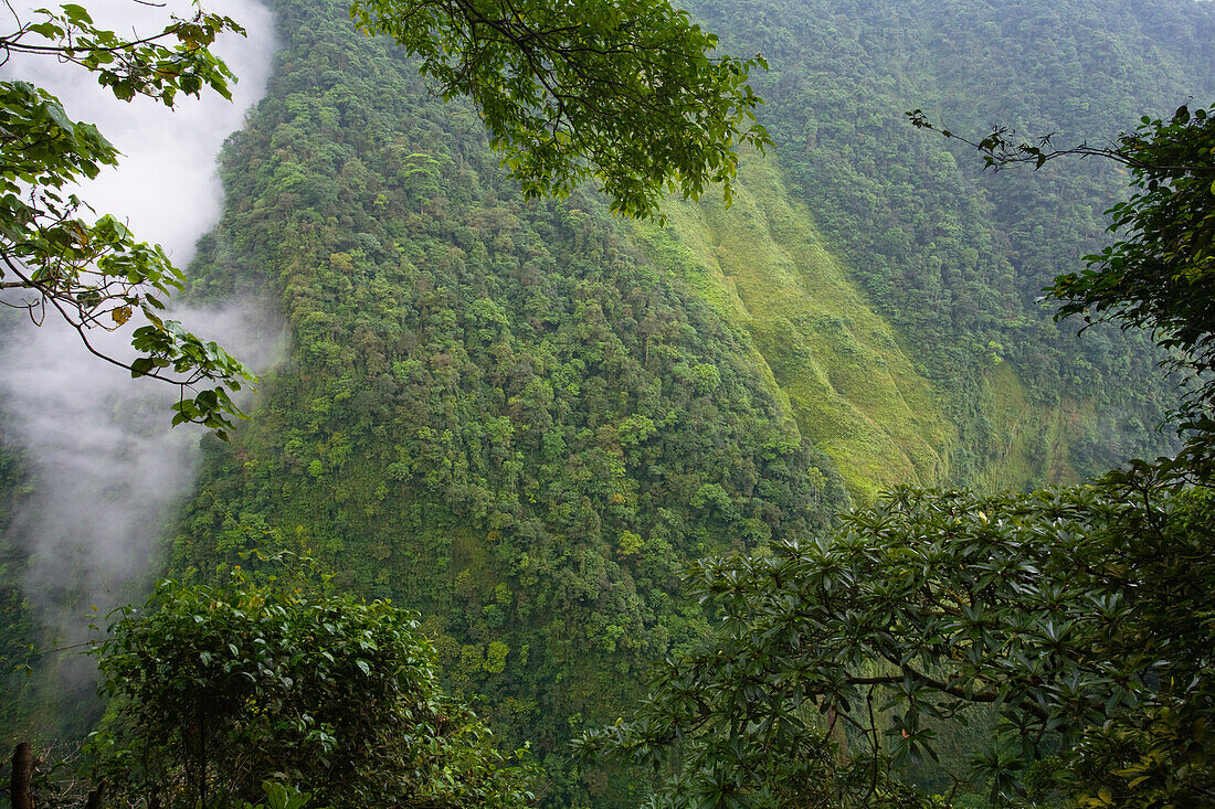 Schlucht im Regenwald, Insel Bioko, Äquatorialguinea