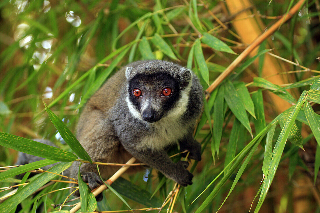 Mungo Lemur (Eulemur Mongoz) Männchen in Bambus, Madagaskar