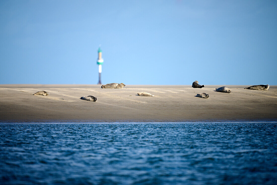 Seehunde auf einer Sandbank; Landkreis Cuxhaven, Niedersachsen, Deutschland