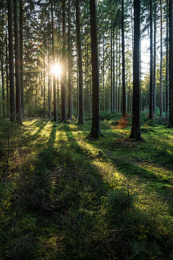 Waldspaziergang in der Lüneburger Heide, Niedersachsen, Deutschland, Eurpoa