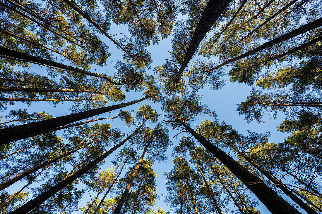 Waldspaziergang in der Lüneburger Heide, Niedersachsen, Deutschland, Eurpoa