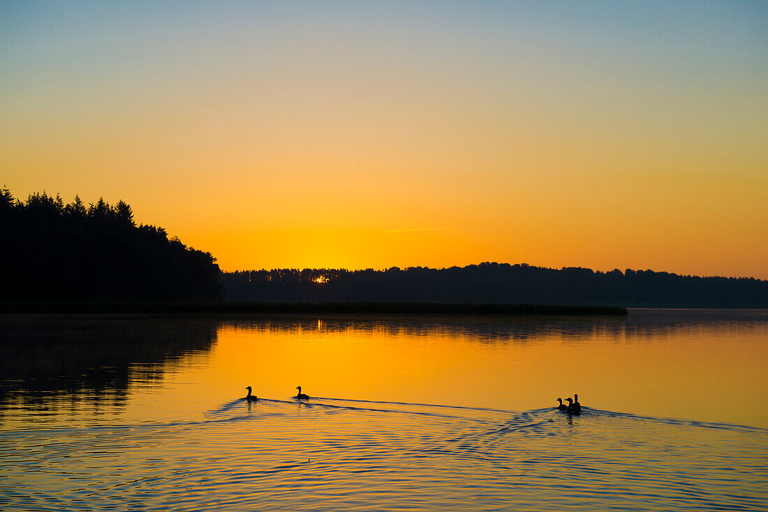 Schaalsee near Seedorf, sunrise, UNESCO Biosphere Reserve Schaalsee, Lauenburg Lakes, Schleswig-Holstein, Germany