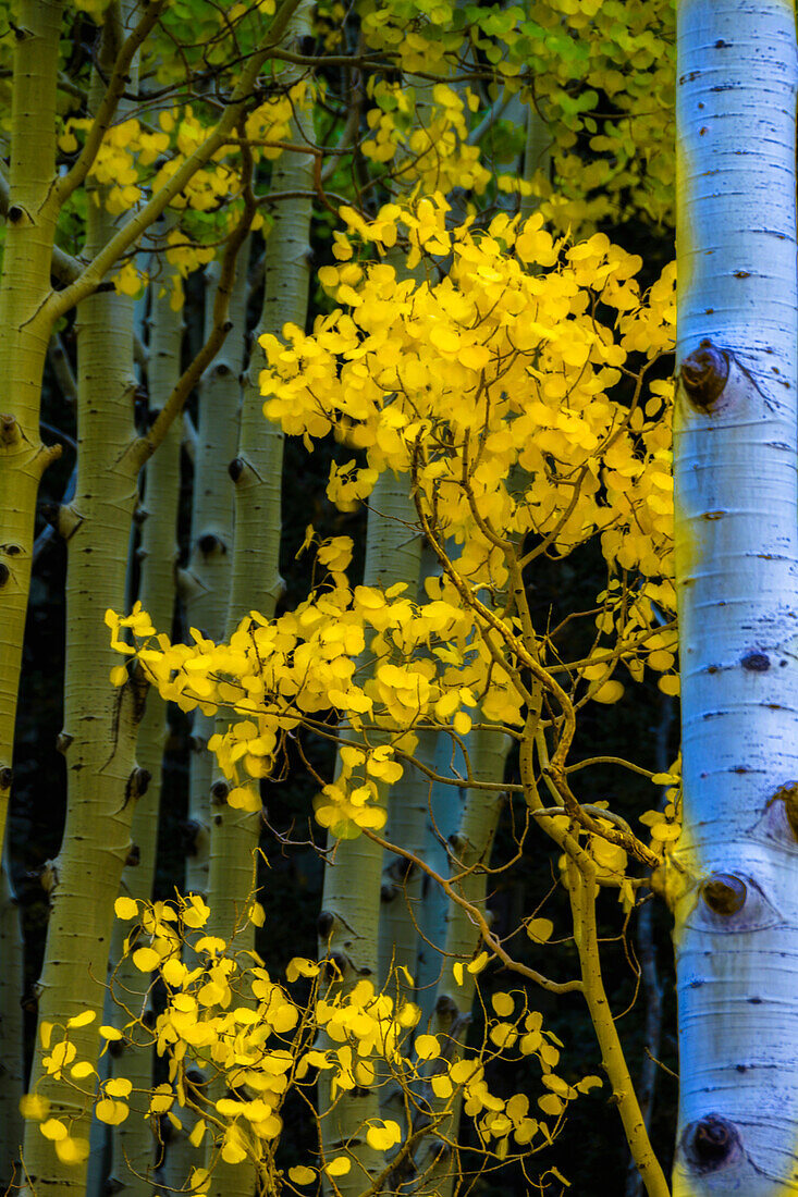 USA, Arizona, Grand Canyon National Park. Autumn aspens in Grand Canyon