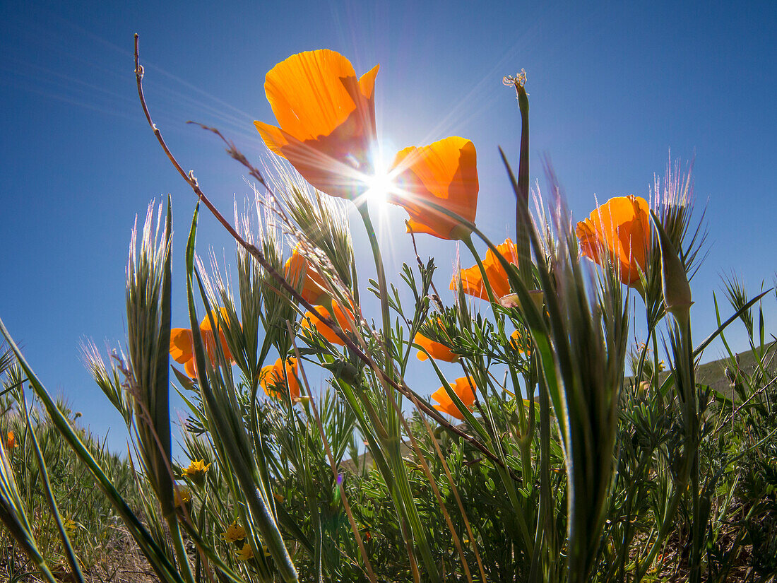 Kalifornischer Mohn, Antelope Valley California Poppy Reserve State Natural Reserve, Lancaster, Kalifornien