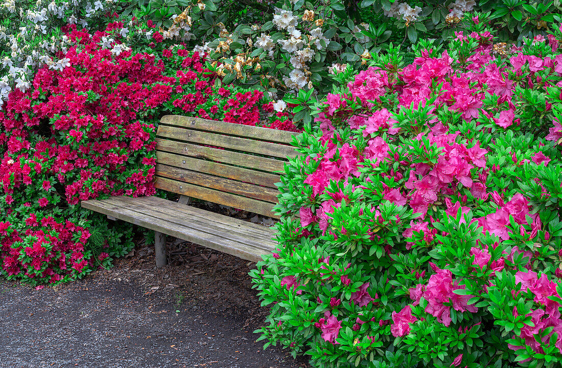 USA, Oregon, Portland, Crystal Springs Rhododendron Garden, Rhododendrons and azaleas in bloom alongside park bench.