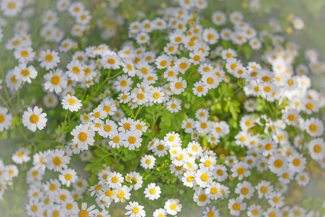 Gänseblümchen im Frühjahr, Seabeck, Washington, USA