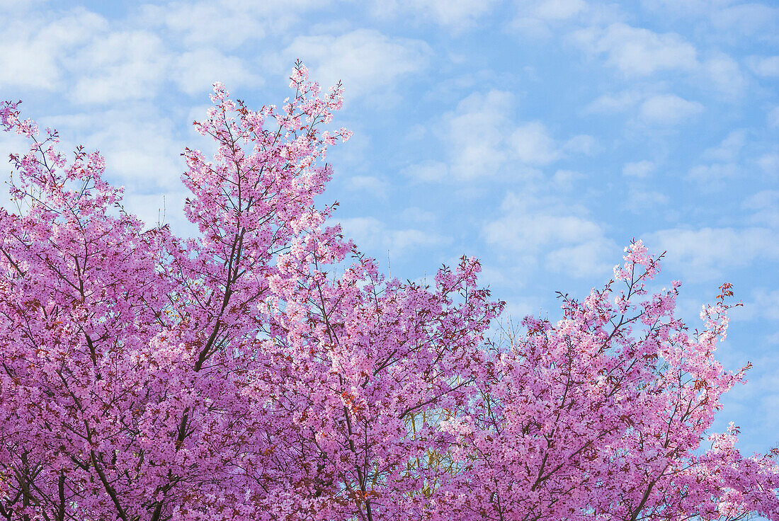 Cherry blossoms with sky