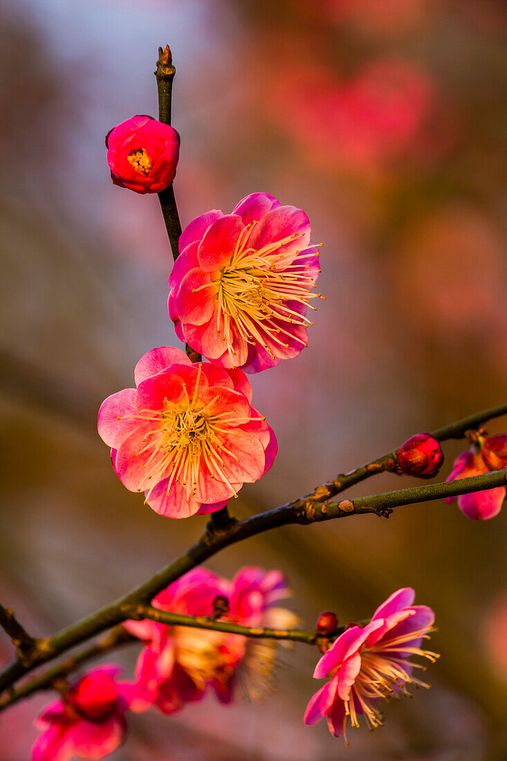 Japanische Aprikose, Blüten (Prunus Mume), Provinz West Lake Jiangsu, China, Asien