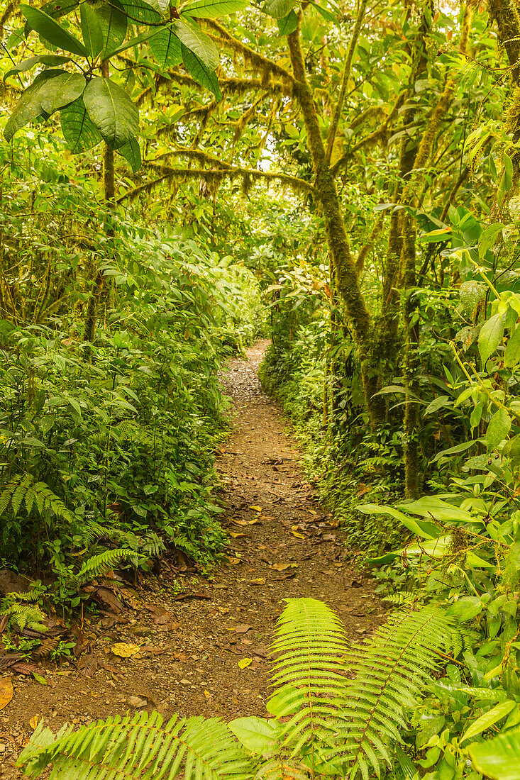 Costa Rica, Monteverde Cloud Forest Reserve. Trail in rainforest