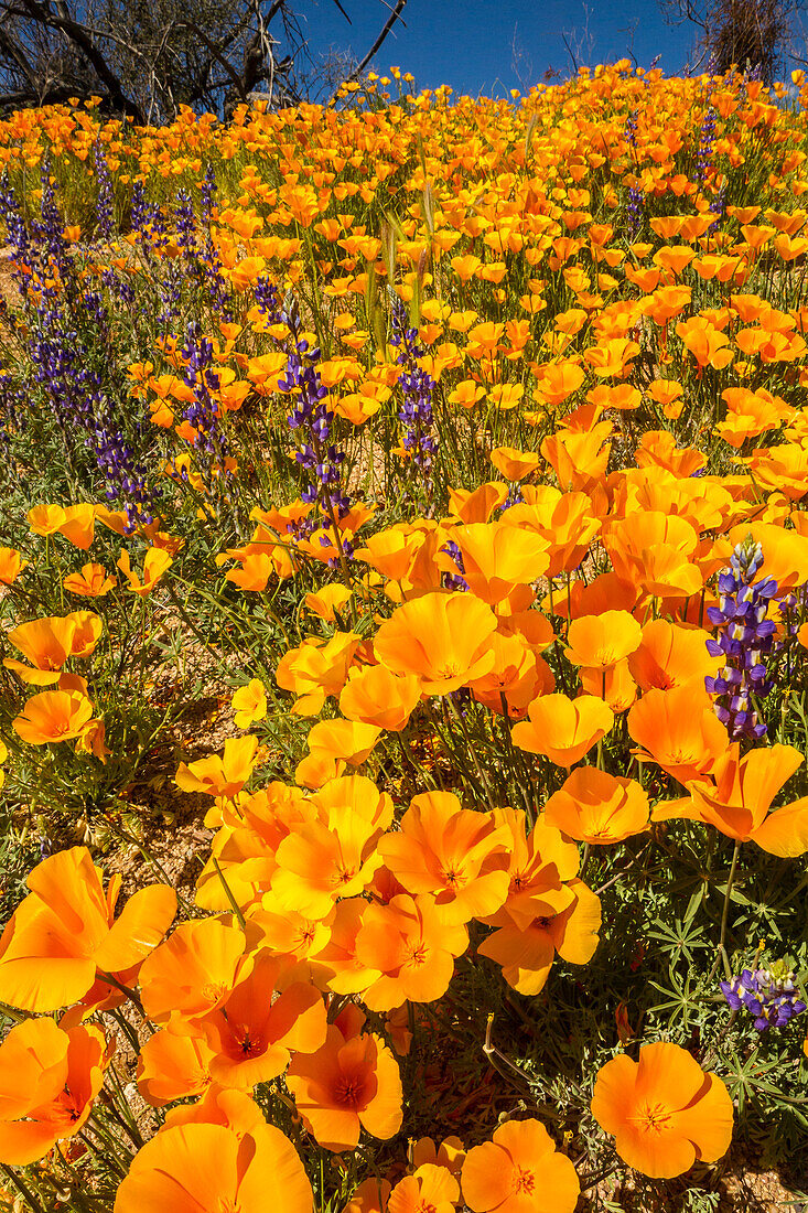 USA, Arizona, Peridot Mesa. California poppies in bloom