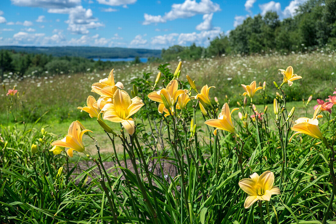 Field of flowers, Tower Hill Botanical Garden, Boylston, Massachusetts, USA