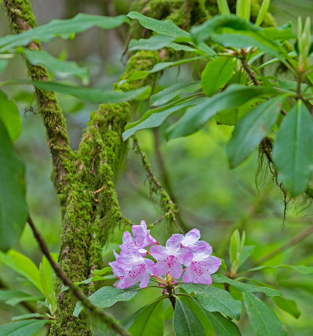 Mammutbäume und Rhododendren, Jedediah Smith Redwoods State Park, Kalifornien, USA