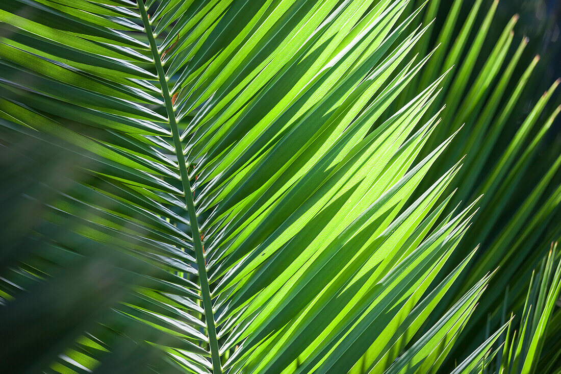 Palmenblatt im Garten La Mortella in Forio, Insel Ischia, Golf von Neapel, Kampanien, Italien