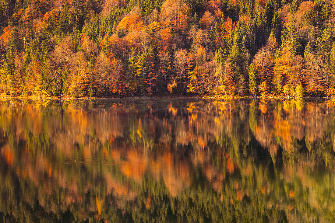 The autumn forest is reflected in the Eibsee, Bavaria, Germany