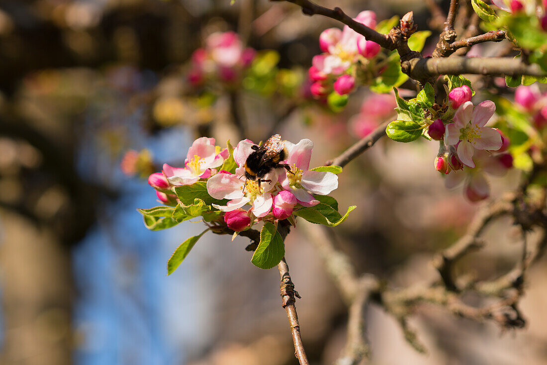 Kleine Hummel auf einer Apfelblüte im Frühlingslicht, Bayern, Deutschland, Europa