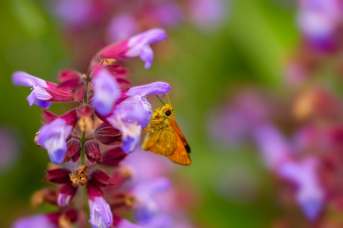 Skipper butterfly in a spring meadow