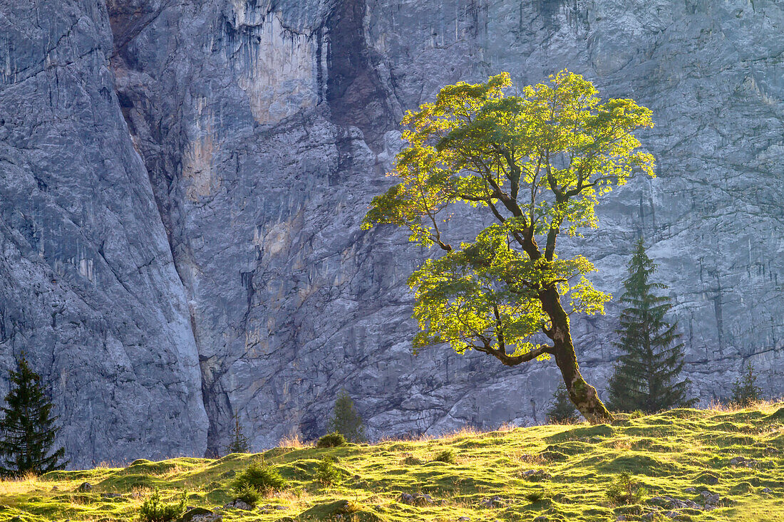 Maple tree at the Engalm in the sunlight with a rock face in the background.