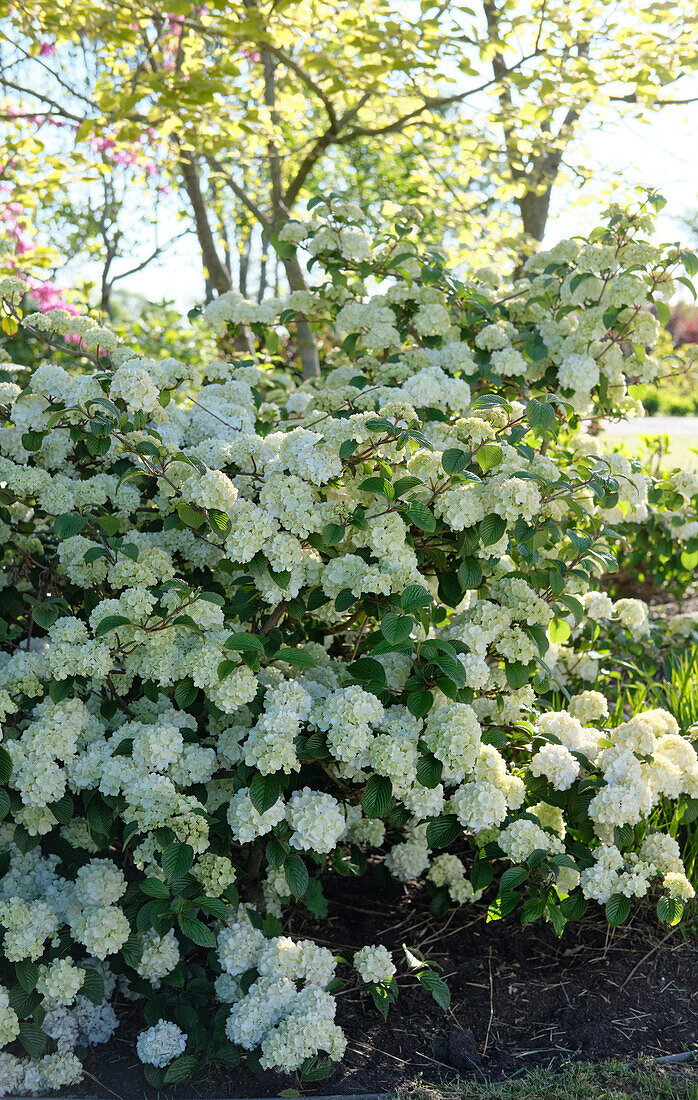 Schneeball (Viburnum)