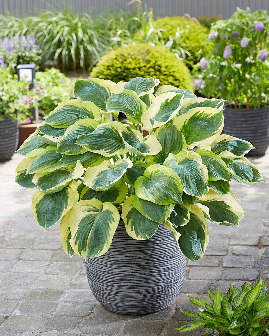 Hosta Orion's Belt