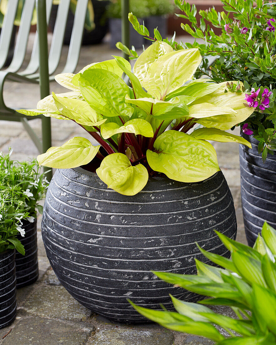 Funkie (Hosta) 'Lemon Snap'