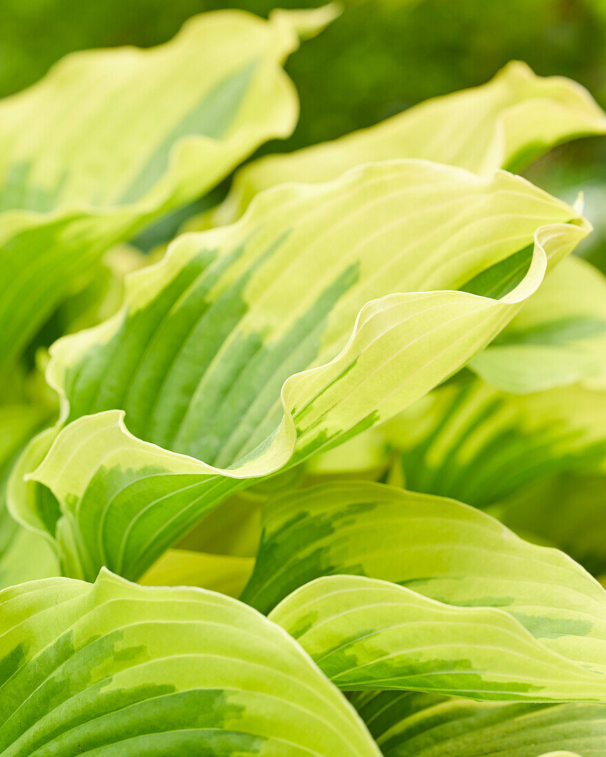 Hosta Paisley Border