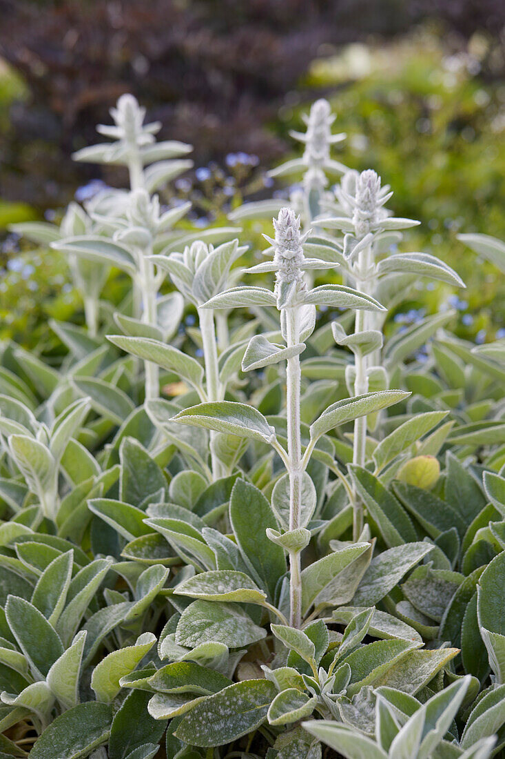 Stachys byzantina